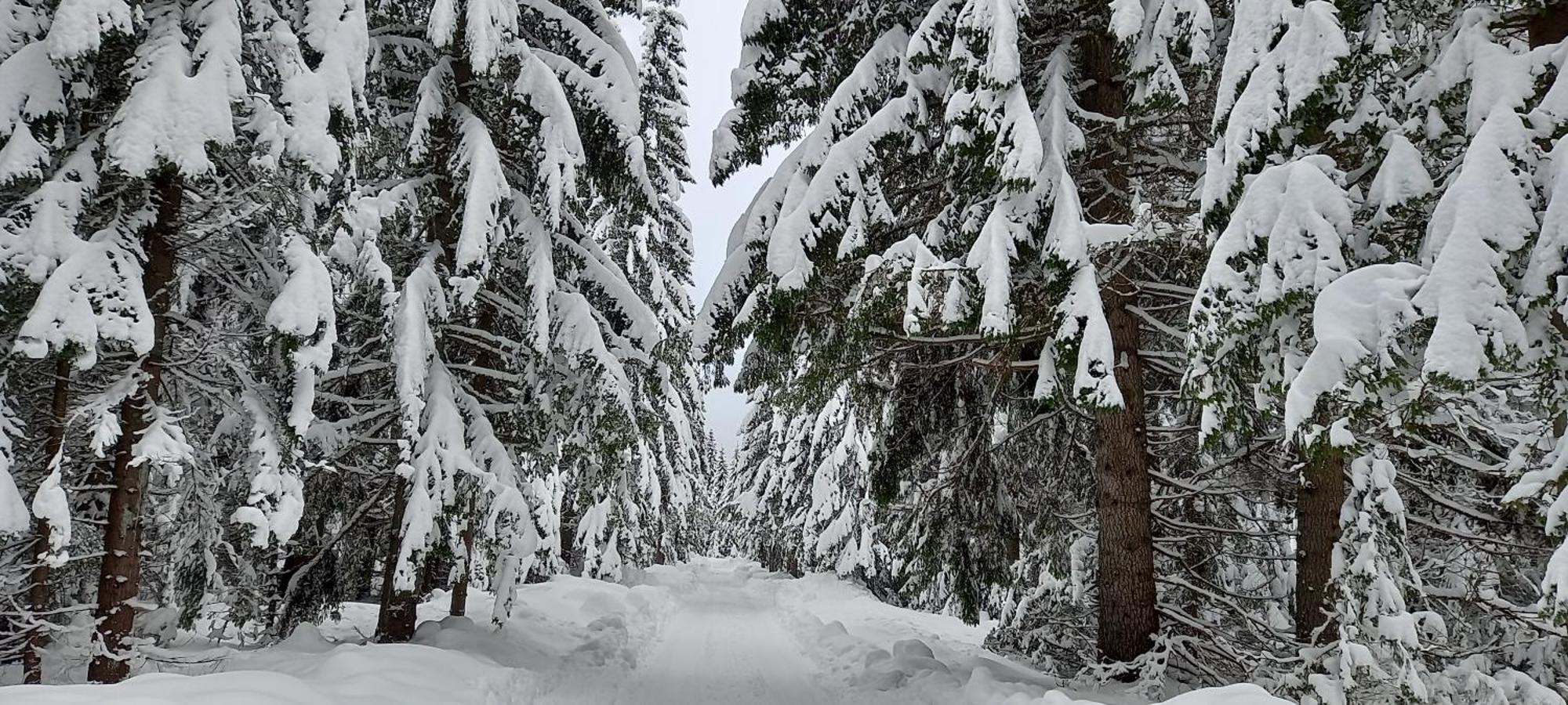 Monte Zen Villa Zabljak  Bagian luar foto